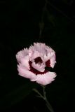 Dianthus 'Lady Granville' RCP6-2012 011.JPG